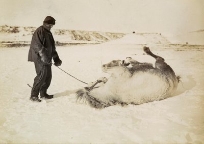 Un homme et son cheval dans la neige - Herbert Ponting