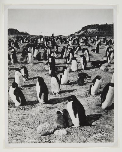 Manchots Adélie au cap Royds - Herbert Ponting