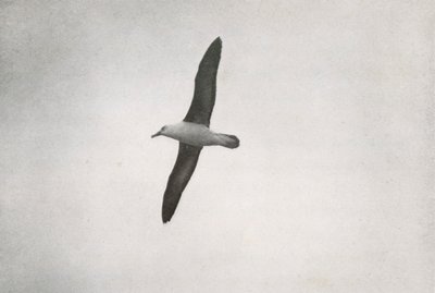 Albatros en vol, vers 1910-1913, 1913 - Herbert Ponting