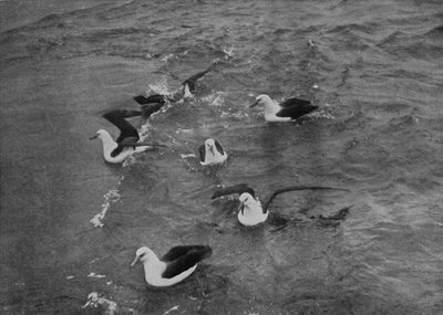 Albatros cherchant de la nourriture dans le sillage du Terra Nova, c1910-1913, 1913 - Herbert Ponting