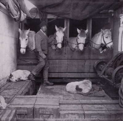 Capitaine Oates avec des poneys et des chiens en mer - Herbert Ponting
