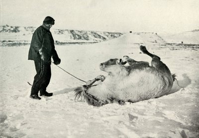 Cherry-Garrard donnant à son poney Michael un roulé dans la neige, vers 1911, 1913 - Herbert Ponting