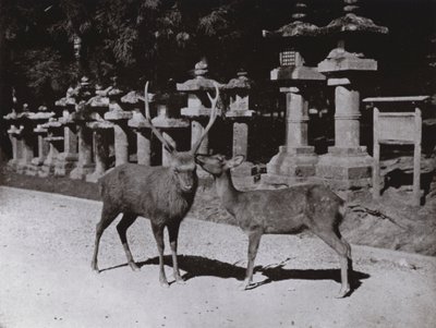 Cerf, une étude à Nara - Herbert Ponting
