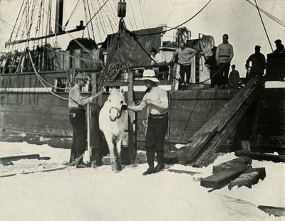 Débarquement des poneys, vers 1910-1913, 1913 - Herbert Ponting