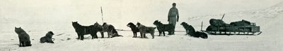 Chiens avec des provisions sur le point de quitter Hut Point, vers 1911, 1913 - Herbert Ponting