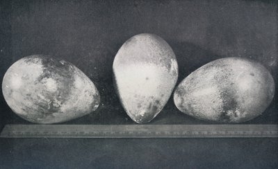 Œufs de manchots empereurs du Cap Crozier, 1911, 1913 - Herbert Ponting