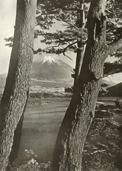 Le mont Fuji à travers les pins du lac Motosu, 1910 - Herbert Ponting