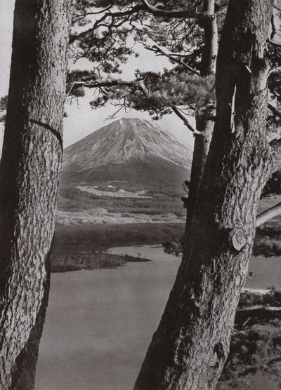 Fuji et les pins - Herbert Ponting
