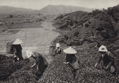 Japon dans les années 1920 : Récolte de thé - Herbert Ponting