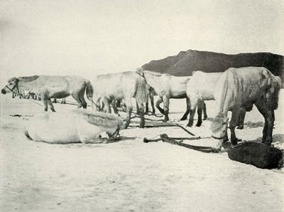 Poneys attachés sur la glace de mer, vers 1910-1913 - Herbert Ponting
