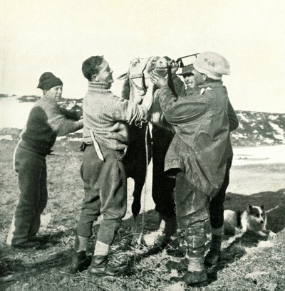 Poney prend du whisky - Herbert Ponting