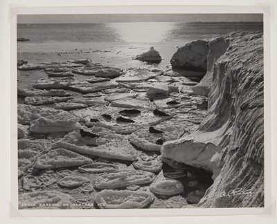 Phoques se prélassant sur la glace en crêpe - Herbert Ponting