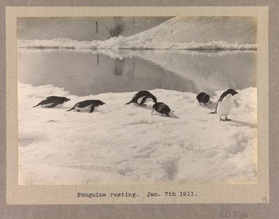 Six manchots Adélie se reposant sur la glace - Herbert Ponting