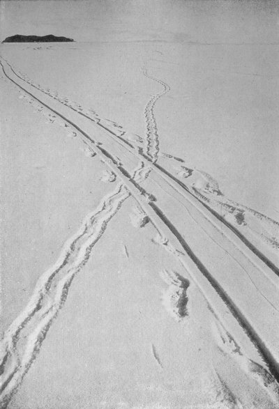 Piste de traîneau croisant une piste de manchot Adélie, 8 décembre 1911, 1913 - Herbert Ponting