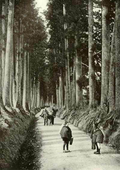 Les Cryptomérias à Nikko, 1910 - Herbert Ponting