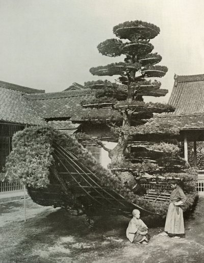 Le Jonque de Pin au Kinkakuji, 1910 - Herbert Ponting