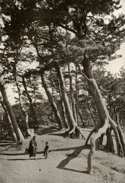 Les Pins de Shizu-Ura, 1910 - Herbert Ponting