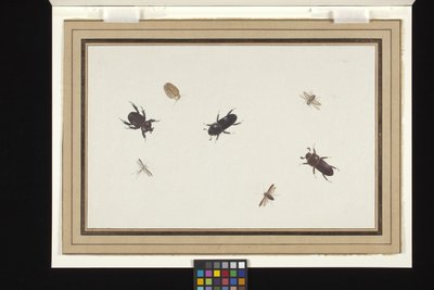 Étude de coléoptères et de papillons de nuit - Herman Henstenburgh