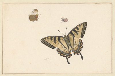 Trois papillons - Herman Henstenburgh