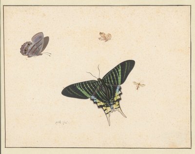 Trois papillons et une guêpe ou une mouche - Herman Henstenburgh