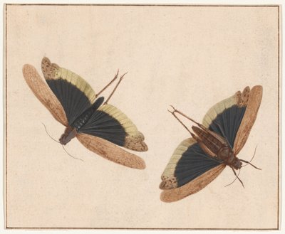 Deux Sauterelles - Herman Henstenburgh