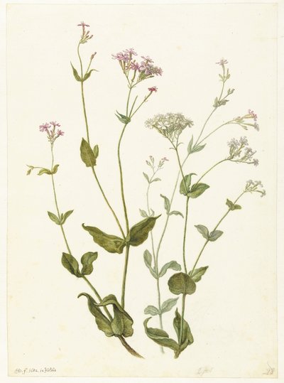 Bladder Senna et Sticky Catchfly - Herman Saftleven