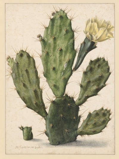Cactus poire en fleur - Herman Saftleven