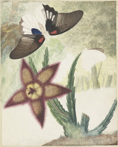 Deux papillons et une fleur jaune-violette à cinq pétales - Hermanus de Wit