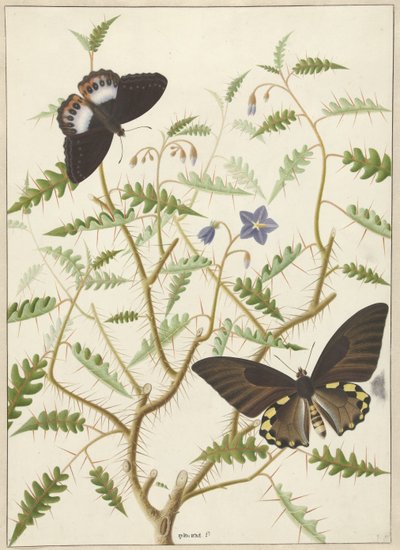 Deux papillons exotiques sur un buisson en fleurs - Hermanus de Wit