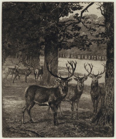 Cerfs dans le parc de Windsor - Heywood (after) Hardy