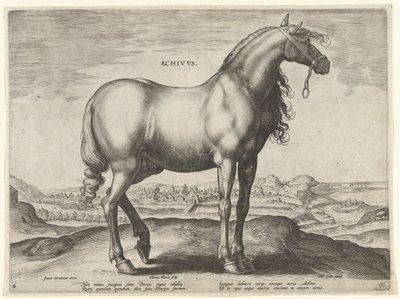 Cheval de Grèce (Achivus) - Hieronymus Wierix
