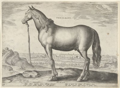 Cheval de Thessalie (Thessalus) (Paardenrassen uit de Koninklijke stallen van Don Juan van Oostenrijk, Equile Ioannis Austriaci Caroli) - Hieronymus Wierix