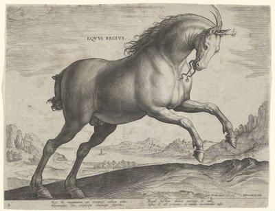 Cheval de la race Equus Regius (le Royal) - Hieronymus Wierix