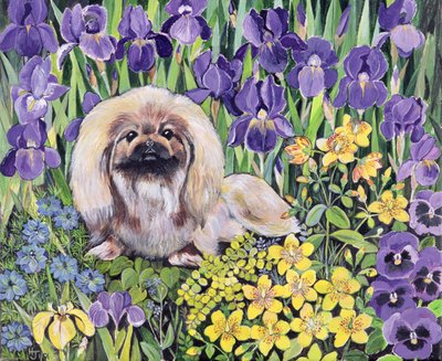 Peke dans le parterre de fleurs - Hilary Jones