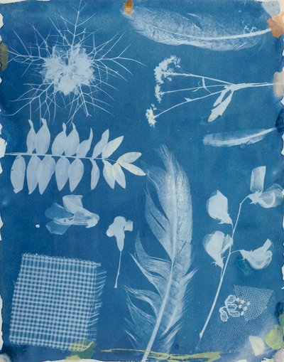 Spécimens de plantes par Bayard, c.1842 - Hippolyte Bayard