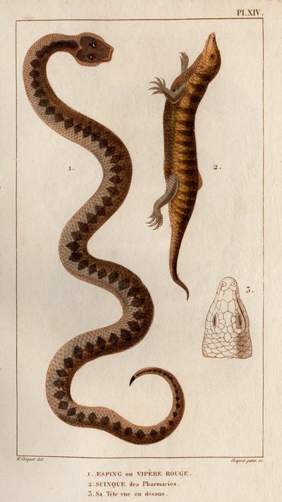 Aesping ou Vipère Rouge, Scinque des pharmacies, sa tête vue de dessus. Faune des Médecins ou histoire des animaux et de leurs produits par Hippolyte Cloquet - Volume 6 - 1825 - Hippolyte Cloquet