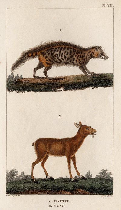 Civette et musc. 