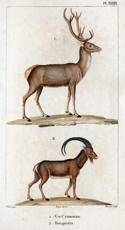 Cerf commun et Ibex. "Faune des Médecins ou histoire des animaux et de leurs produits par Hippolyte Cloquet" - Volume 6 - 1825 - Hippolyte Cloquet