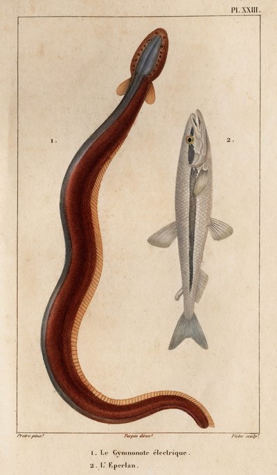 Gymnote électrique et Éperlan. Faune des Médecins ou histoire des animaux et de leurs produits par Hippolyte Cloquet - Volume 6 - 1825 - Hippolyte Cloquet
