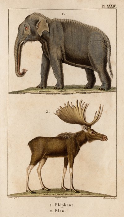 Éléphant et Élan. "Faune des Médecins ou histoire des animaux et de leurs produits par Hippolyte Cloquet" - Volume 6 - 1825 - Hippolyte Cloquet