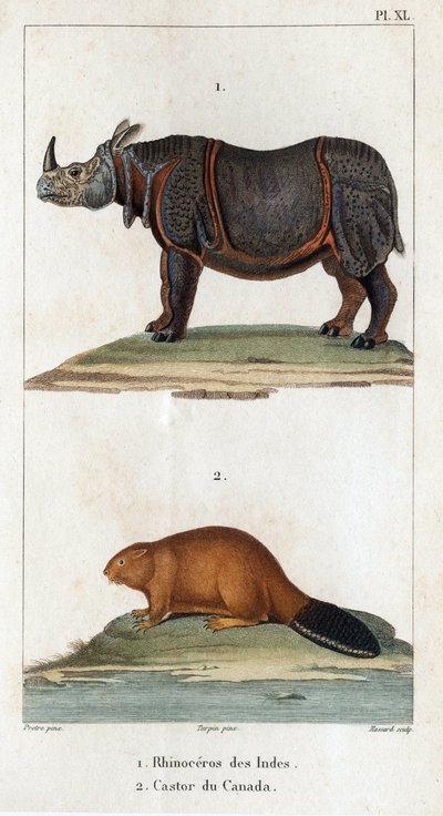 Rhinocéros d