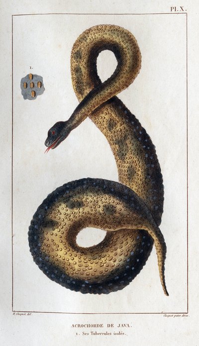 Acrochord de Java. Ses tubercules isolés. Faune des Médecins ou histoire des animaux et de leurs produits par Hippolyte Cloquet - Volume 6 - 1825 - Hippolyte Cloquet