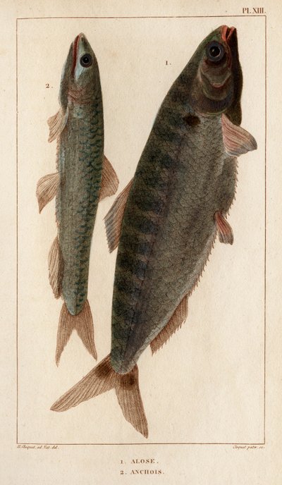 Alose et Anchois. "Faune des Médecins ou histoire des animaux et de leurs produits par Hippolyte Cloquet" - Volume 6 - 1825 - Hippolyte Cloquet