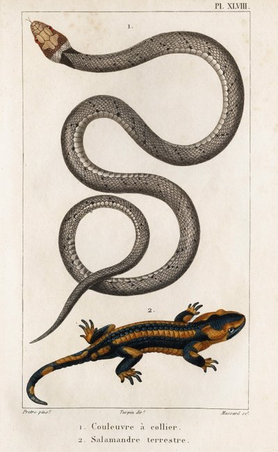 Le serpent à collier, la salamandre terrestre. Faune des Médecins ou histoire des animaux et de leurs produits par Hippolyte Cloquet - Volume 6 - 1825 - Hippolyte Cloquet