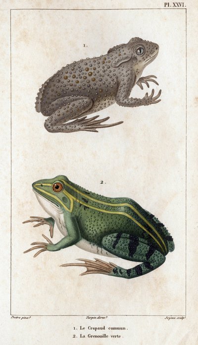 Le Crapaud commun et la Grenouille verte. "Faune des Médecins ou histoire des animaux et de leurs produits par Hippolyte Cloquet" - Volume 6 - 1825 - Hippolyte Cloquet