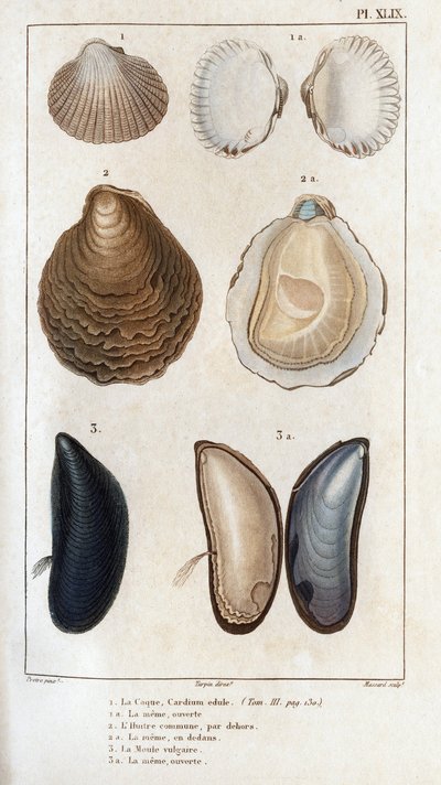 La Coquille, la même ouverte, l