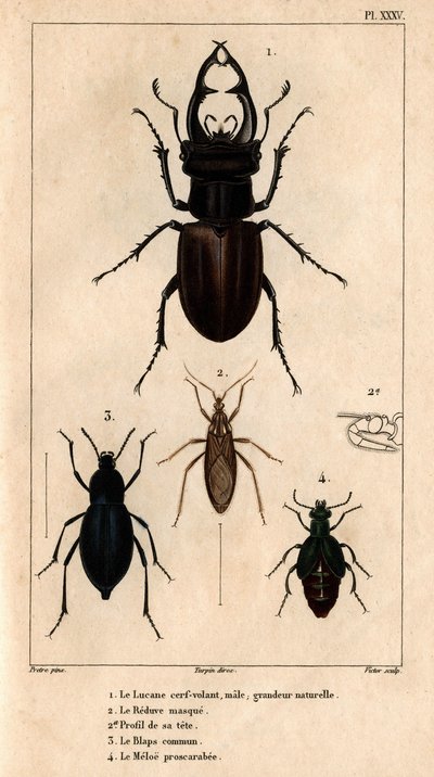 Le cerf-volant mâle, taille naturelle, le Reduve masqué, le blaps commun, le proscarabée Meloe dans 