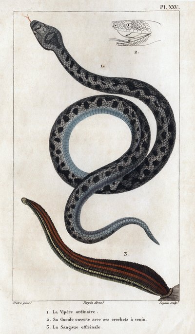 La vipère ordinaire, sa bouche ouverte avec ses crocs venimeux, le sang officinal. "Faune des Médecins ou histoire des animaux et de leurs produits par Hippolyte Cloquet" - Volume 6 - 1825 - Hippolyte Cloquet