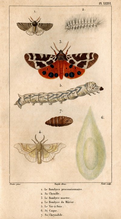 Le bombyx processionnaire, sa chenille, le bombyx martre, le bombyx du mûrier, le ver à soie, son cocon, sa chrysalide. dans 