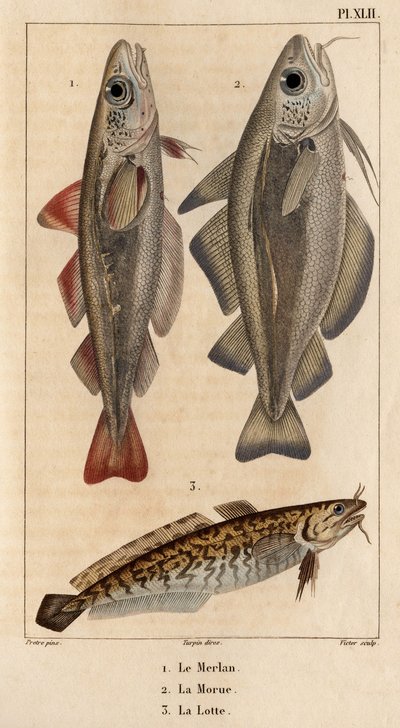 Le merlan, la morue et la lotte. Faune des Médecins ou histoire des animaux et de leurs produits par Hippolyte Cloquet - Volume 6 - 1825 - Hippolyte Cloquet